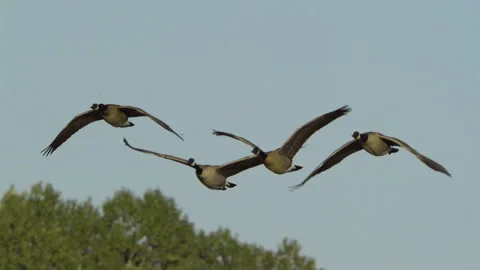 Canada Geese Take Flight, Birds, Fly, Flying Vídeo Stock 346240841