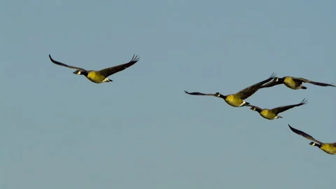 Canada Geese Take Flight, Birds, Fly, Flying Vídeo Stock 346240846