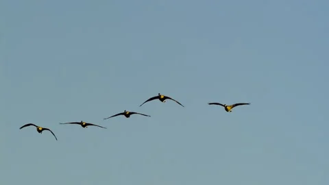 Canada Geese Take Flight, Birds, Fly, Flying Vídeo Stock 346240930