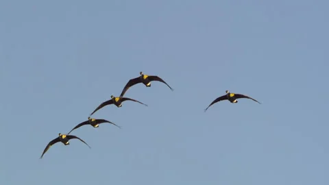 Canada Geese Take Flight, Birds, Fly, Flying Vídeo Stock 346240959