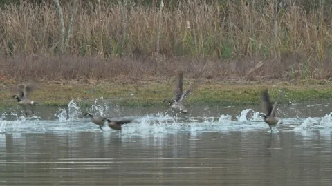 Canada Geese Taking to the Air Flying Off From Lake 45 degrees to camera Stock Footage 296253412