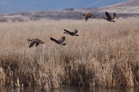Canada geese taking off Stock Photos