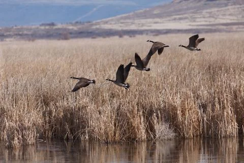 Canada geese taking off Stock Photos