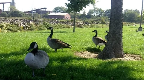 Canada Geese under tree Stock Footage 8828788