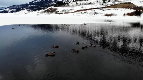 Canada Geese Upclose 库存影片 105623616