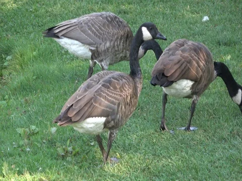 Canada geese walking on grass, eating Stock Footage 80384183