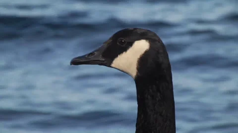 CANADA GOOSE #2 Stock Footage 36215801