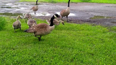 Canada Goose adults with goslings, Westland, Michigan Vídeos de archivo 134088731