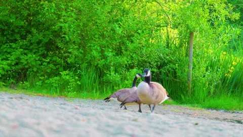 Canada goose alert on shoreline with flapping companion Stock Footage 336355272