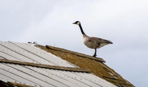 Canada Goose on Barn Stock Photos