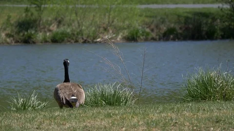Canada goose from behind - two shots 4K Stockbeeldmateriaal 107074029
