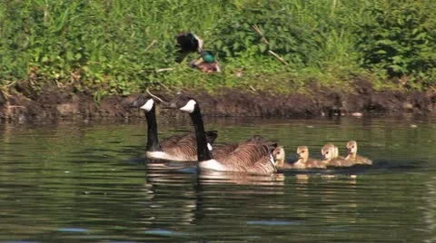 Canada Goose bird with chicks Stock Footage
