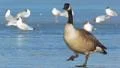 Canada Goose bird Video HD