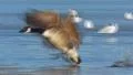Canada Goose bird HD Footage