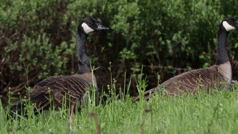 Canada Goose Birds Stock Footage 79319962