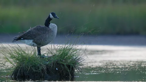 Canada Goose Biting Grass on Tiny Tuft Island Stock Footage 315472728