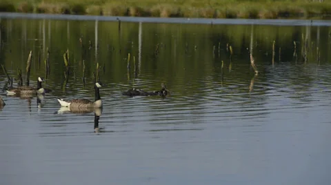 Canada Goose Branta Canadensis Stock-Footage 39652190