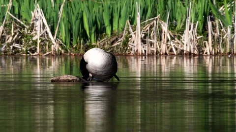 Canada Goose - Branta Canadensis Видео 138431067