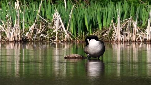 Canada Goose - Branta Canadensis Видео 138432596
