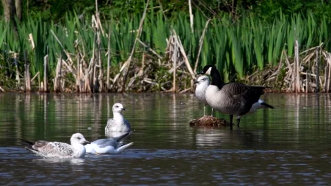 Canada Goose - Branta Canadensis Stock Footage 138433906