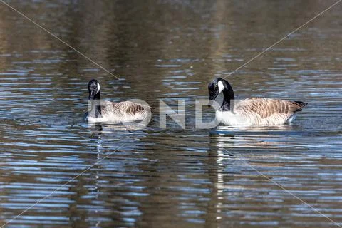 The Canada Goose Branta canadensis at a Lake near Munich in Germany Stock Photo 167287765