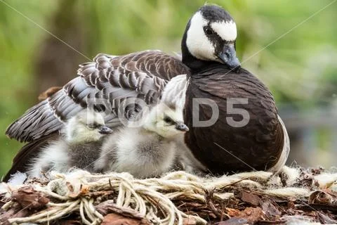 Canada goose Branta canadensis Stock Image 88686861