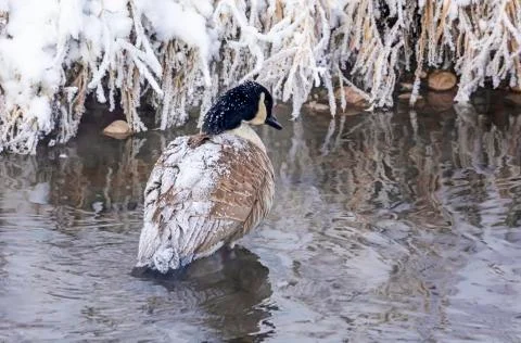 Canada goose (Branta canadensis) standing in shallow water with snow covering it Stock Photos