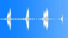 Canada goose calling Sound Effect