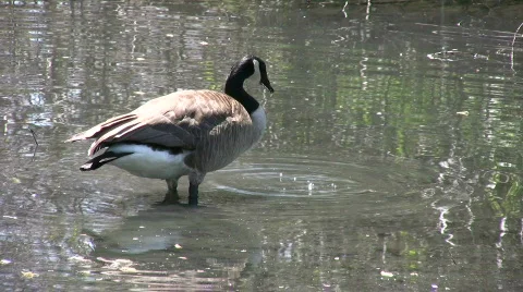 Canada goose is casually grooming itself in water (High Definition) Stock Footage 359593