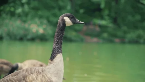 Canada Goose in Central Park Stock Footage 161999749