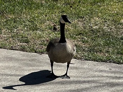 The Canada goose checking out a camera Stock Photos