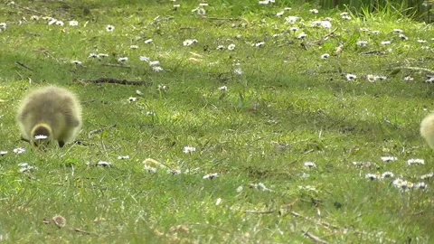Canada Goose Chicks Pecking at the Ground Stock Footage 153806977