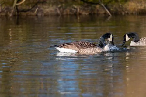A Canada goose  cleans itself in a small pond, the water runs all over its bo Stock Photos