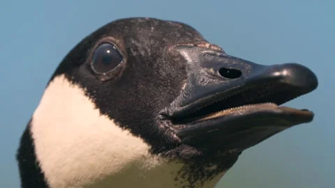 Canada goose in closeup slow motion, blinking Stock Footage 334653286