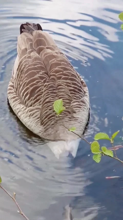 Canada goose dipping its head in water 스톡 동영상 336327069