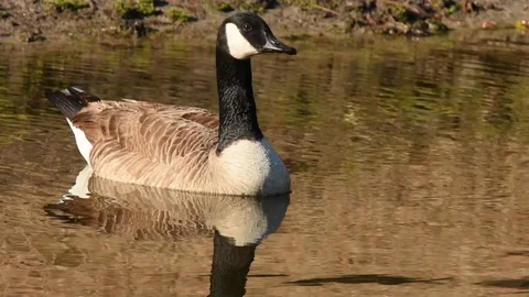 Canada Goose Drinking Stock-Footage 86219729