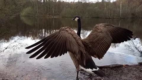 Canada goose drinking water and spreading wings by forest lake in spring Stock-Footage 336028873