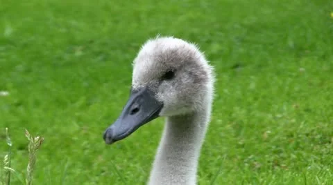 Canada Goose Duckling, Stock Footage 11300843