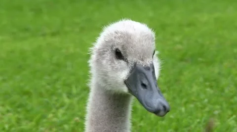 Canada Goose Duckling 库存影片 11300936