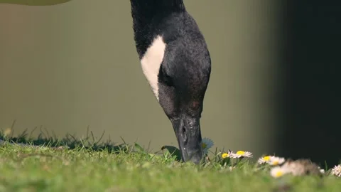 Canada Goose easting grass and daisies in springtime in the UK 스톡 동영상 334652213
