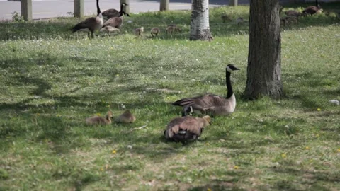 Canada Goose Family Hanging out at The park in Ahuntsic Stock Footage