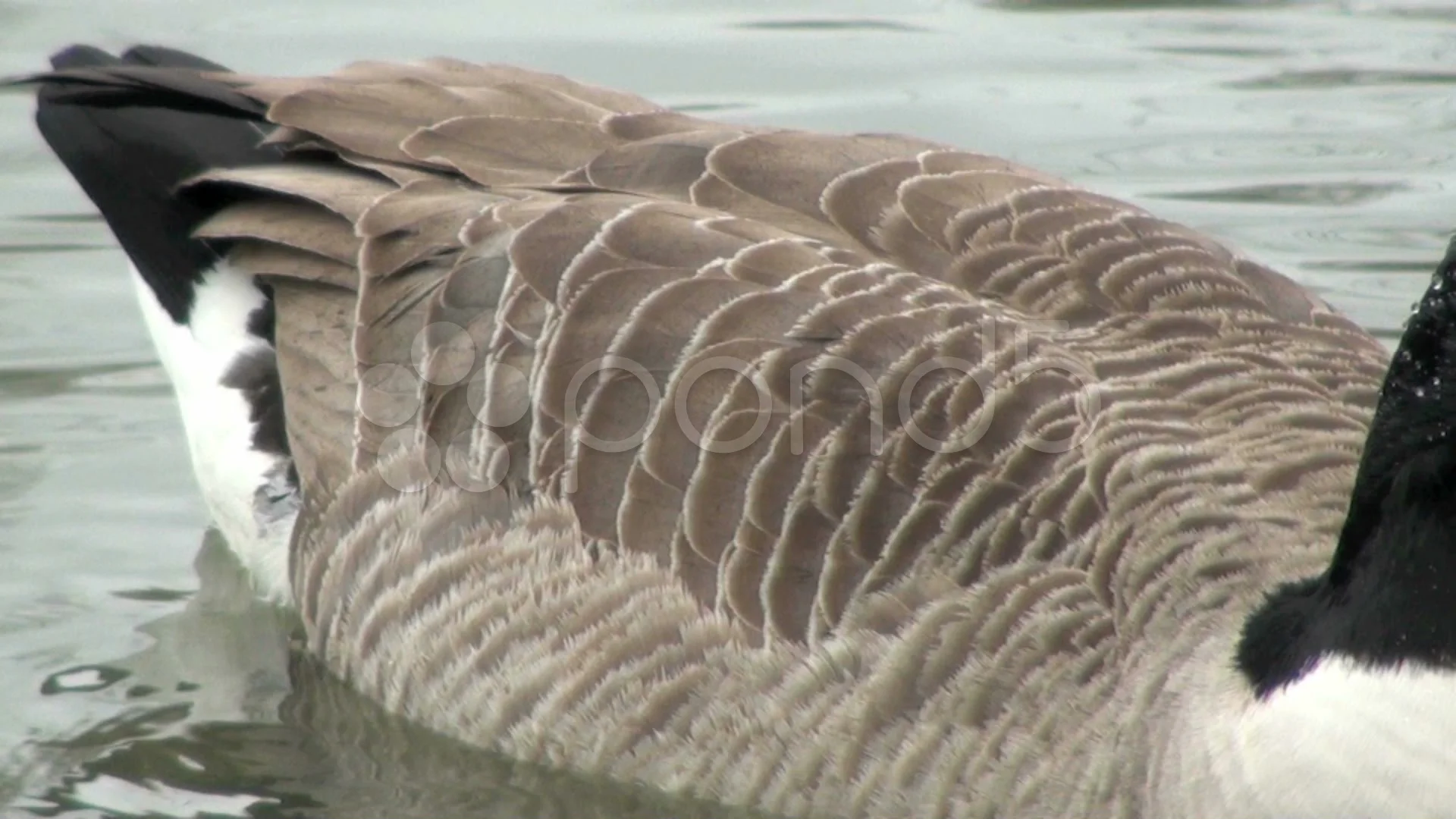 Canadian goose outlet feathers