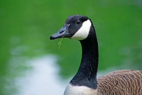 Canada Goose Feeding Stock Photos