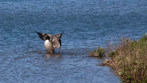 Canada goose flapping its wings Stock Photos