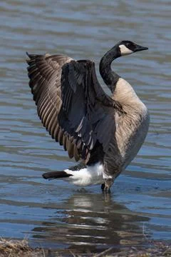 Canada goose flapping its wings Stock Photos