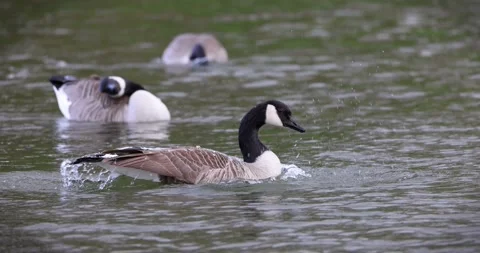 Canada Goose flapping wings on lake in slow motion Stock Footage 236494912