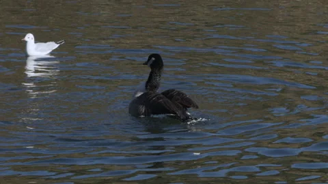 Canada goose flapping wings open wide, almost standing on water, in slow motion Stock Footage 147095306