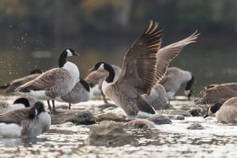 Canada Goose Flapping Wings. Stock Photos