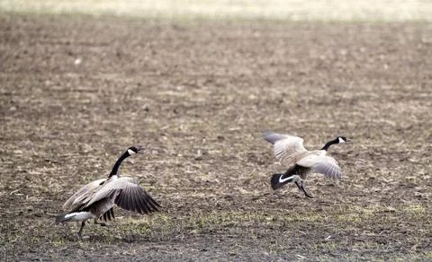 Canada Goose in Flight Stock Photos