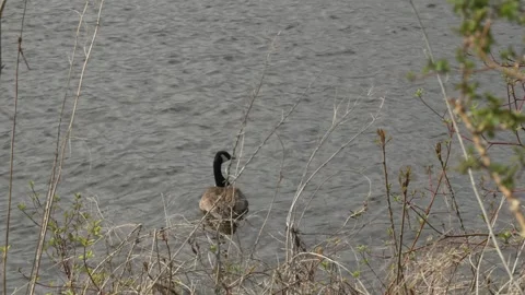 Canada Goose Floating Calmly on River with Natural Ambience Stock Footage 335230534